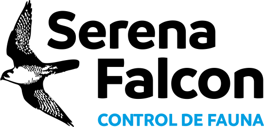 Control de plagas de palomas